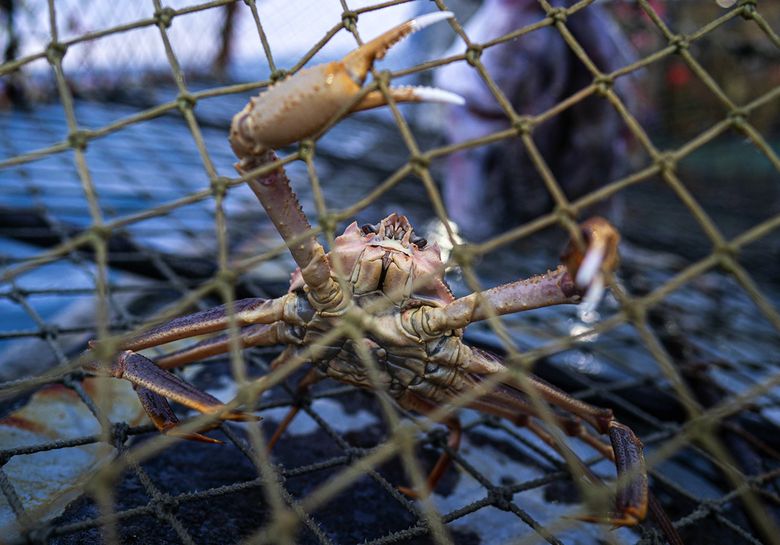 A snow crab clings to a crab pot after being lifted from the bottom of the Bering Sea to the deck of the Pinnacle. (Loren Holmes / Anchorage Daily News)
