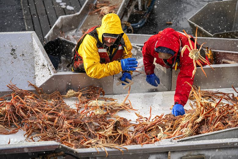 Pinnacle crewmen Eben Brown, left, and Mike Grant sort the keepers from the crab that must be returned to the sea, on Jan. 22. Snow crab, the target species, is physically similar to Tanner crab, which are thrown back along with undersized crab and females. (Loren Holmes / Anchorage Daily News) 