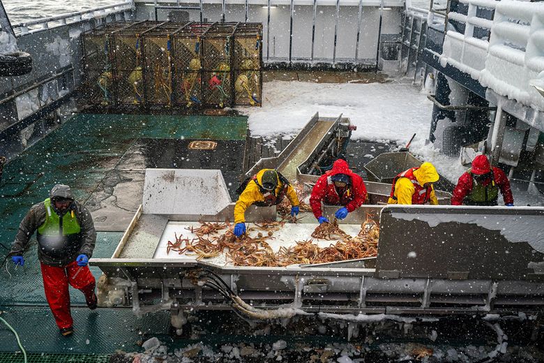 The crew of the Pinnacle sorts crab Jan. 22 in the Bering Sea southwest of St. Matthew Island. Snow crab, the target species, is physically similar to Tanner crab, which are discarded along with undersized crab and females. (Loren Holmes / Anchorage Daily News) 