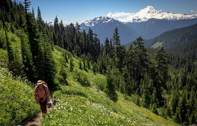 Mount Baker rises in the distance beyond the wildflower fields on a springtime hike at Yellow Aster Butte.
