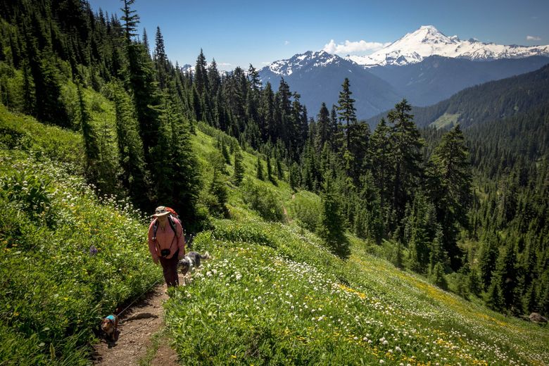 are dogs allowed in mt baker wilderness