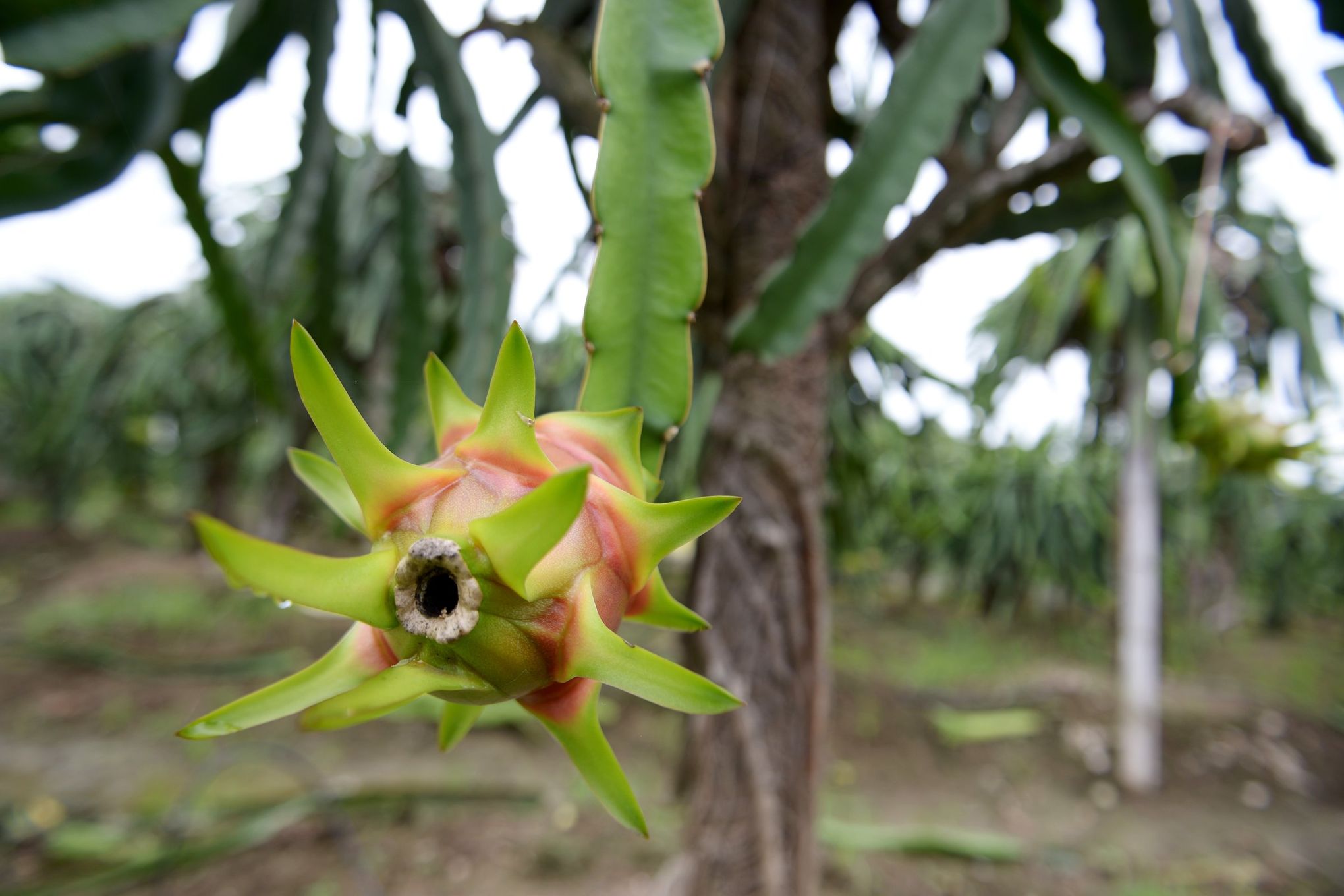 The Goodness of Dragon Fruit - D Magazine