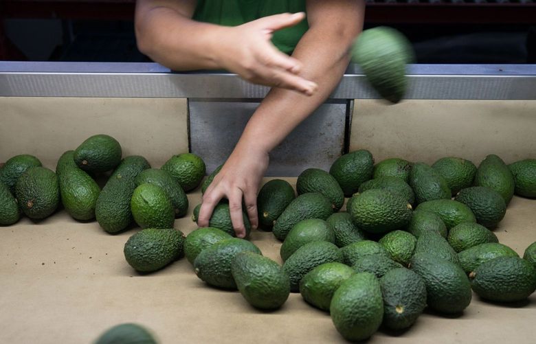 A worker sorts avocados at a packing facility in Nayarit, Mexico. (Bloomberg photo by Cesar Rodriguez, 2016)