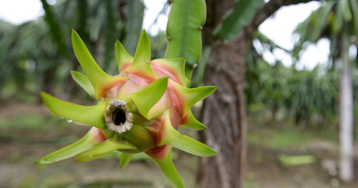 Dragon fruit — it's good for your health - Chicago Sun-Times