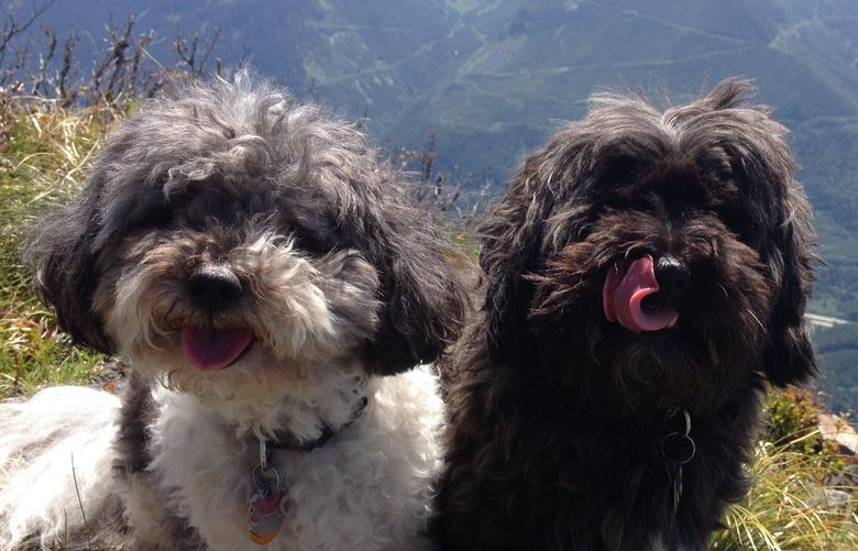 In their adventure dog days, Tux, left, and Gizmo summitted peaks around the Cascades.