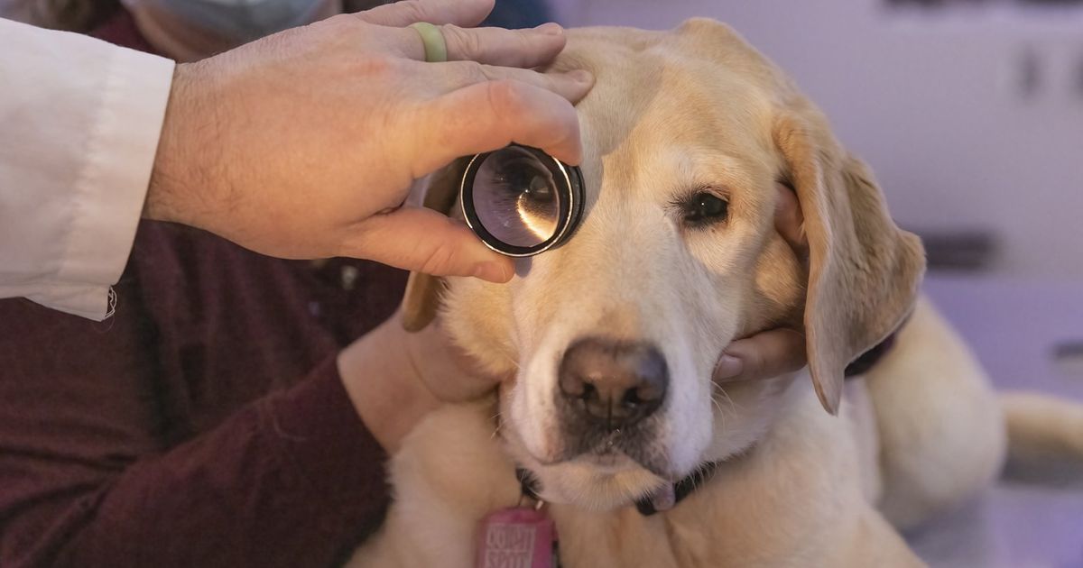 massive-study-seeks-to-help-dogs-live-longer-and-healthier-the