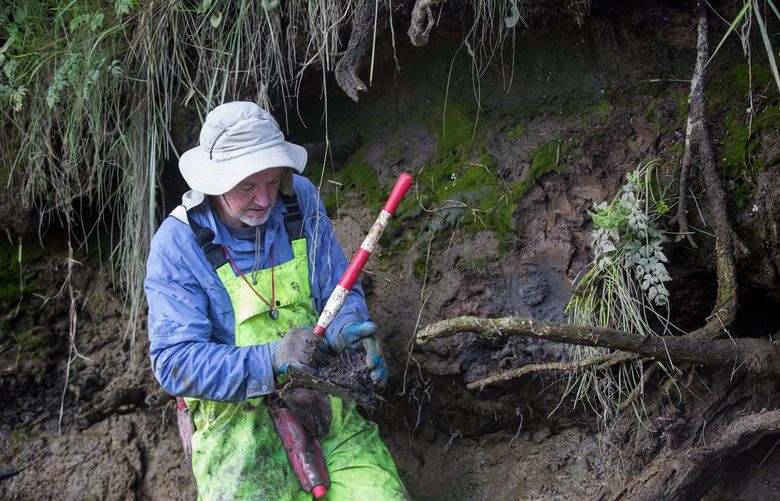 USGS geologist Brian Atwater holds a fern root he just dug out from the bank of the Elk River near Westport that he says is probably over 300 years old. The root has been buried and since it was not exposed to air, it was not destroyed. The soil and mud layers in the banks of the river show that the ground dropped several feet during past Cascadia megaquakes. CRedit: Ellen M. Banner