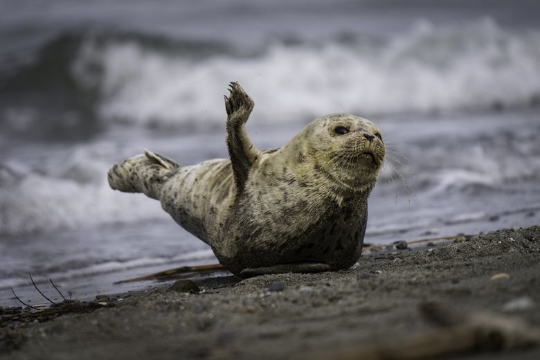 Harbor Seal Pup