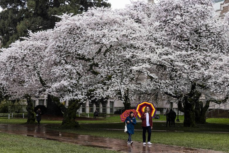 UW welcomes back cherry blossom admirers just in time for spring's