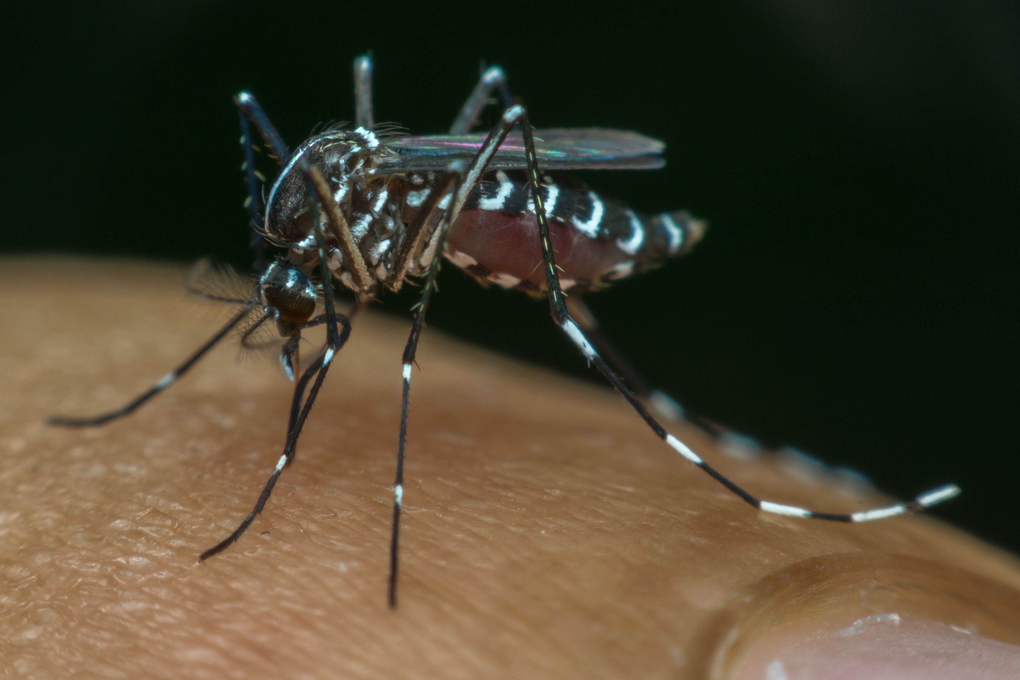 California's first lab-grown mosquitoes may take flight — stirring
