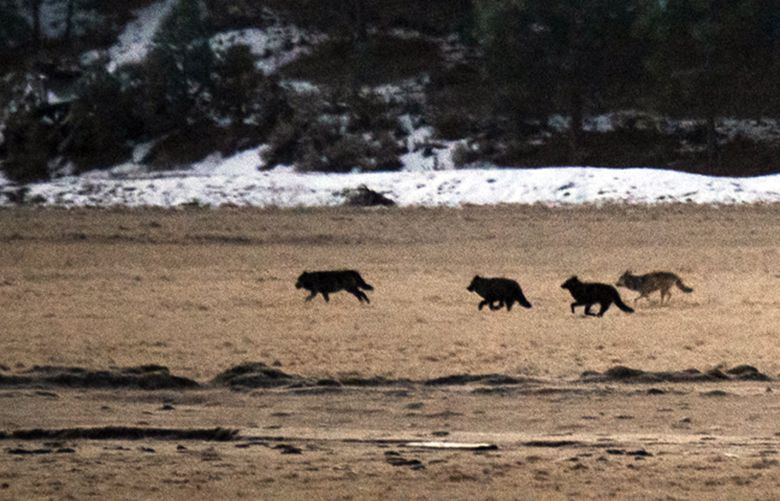 A photo provided by Morgan Heim shows wolves roaming a meadow frequented by grazing cattle in Lassen County, Calif. Wolves have returned to the area, where the last original wild wolf was killed by a hunter in 1924. (Morgan Heim via The New York Times) For use only with this story. No sales