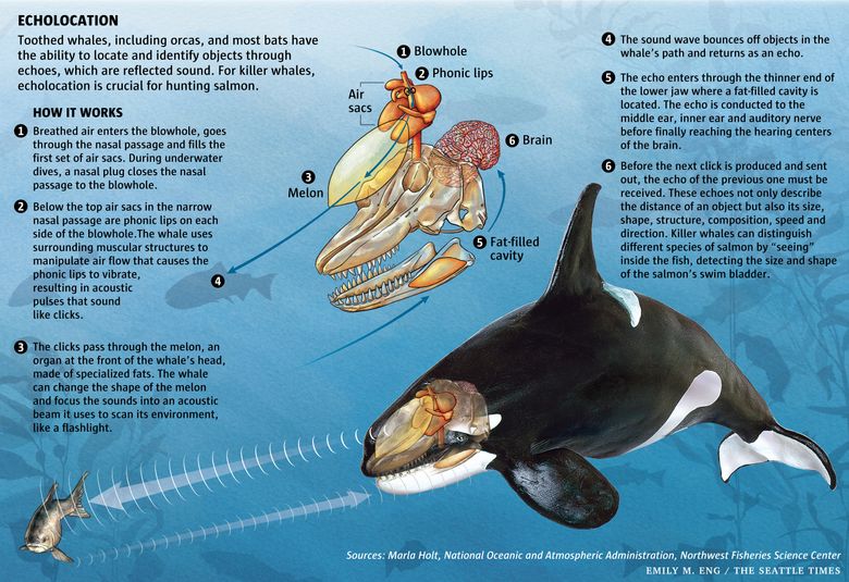 Orca Mug — Our Wild Puget Sound