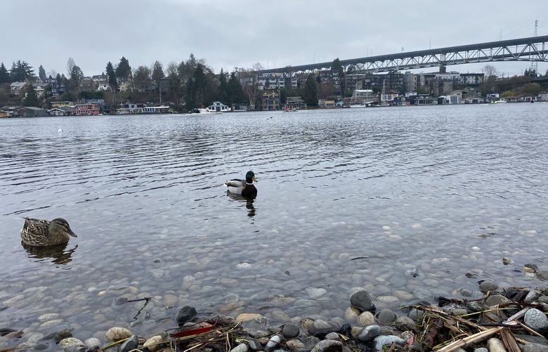 A couple of ducks hang out near the shore as rowers glide across Portage Bay behind the waterfowl on Sunday, March 6.