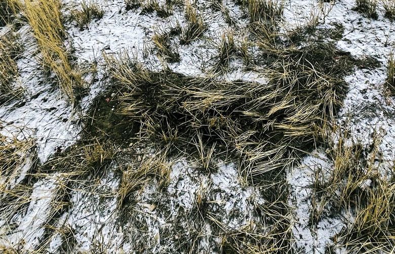 In this photo provided by Jaden Bales, the outline of a mule deer that was struck by a car and claimed for food using a new state of Wyoming roadkill app is seen in grass and snow near U.S. 287 south of Lander on Feb. 21, 2022. (Jaden Bales via AP) FX403 FX403