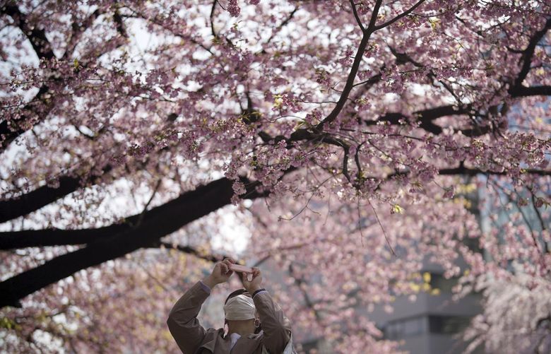 A woman wearing a protective mask to help curb the spread of the coronavirus takes photos of the seasonal cherry blossoms at the Ueno Park Thursday, March 24, 2022, in Tokyo. (AP Photo/Eugene Hoshiko) XEH105 XEH105