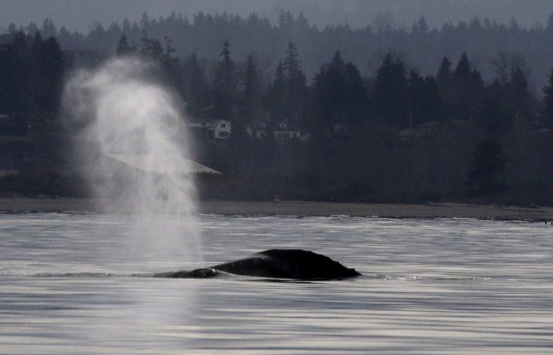 With gray whales it’s only their blow, or exhale, and a small portion of their back that is usually seen. This is in Possession Sound outside Everett. Flukes are seen if they dive in shallows to bottom feed.
In search of feeding gray whales in Possession Sound. Research vessel from EVCC.
Tuesday March 23, 2021 216437