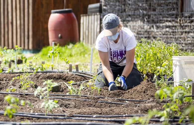 Planting tomatoes at the main growing space of the UW Farm, located in the Union Bay Natural Area. Courtesy: UW Farm

Original UW caption: UW Farm volunteers continue to cultivate produce during the COVID-19 outbreak in 2020.