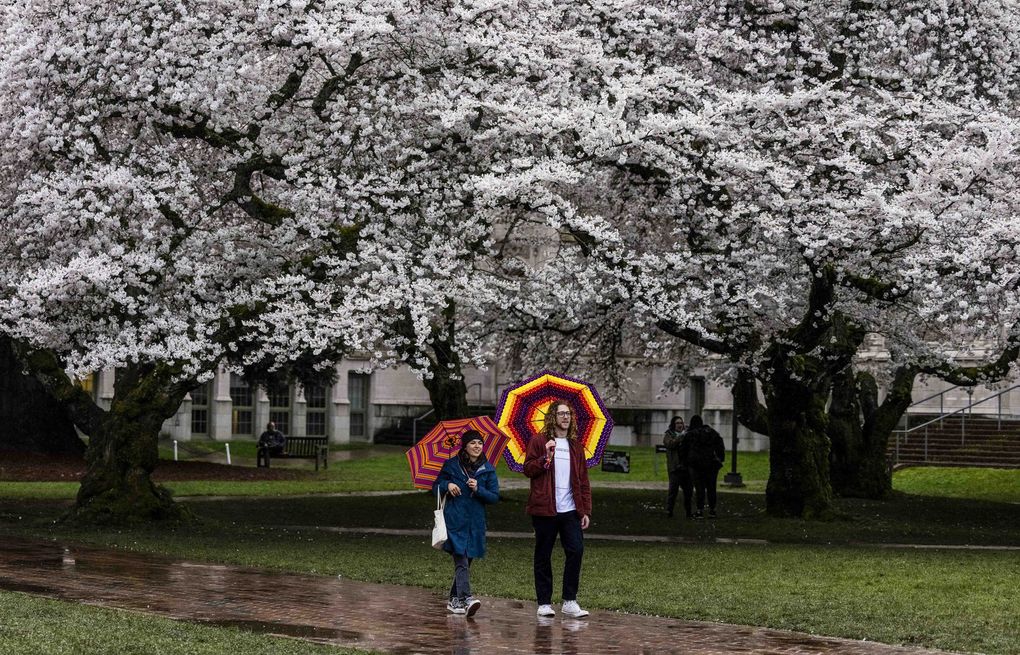 Cherry blossoms: Now's the time to head to Washington