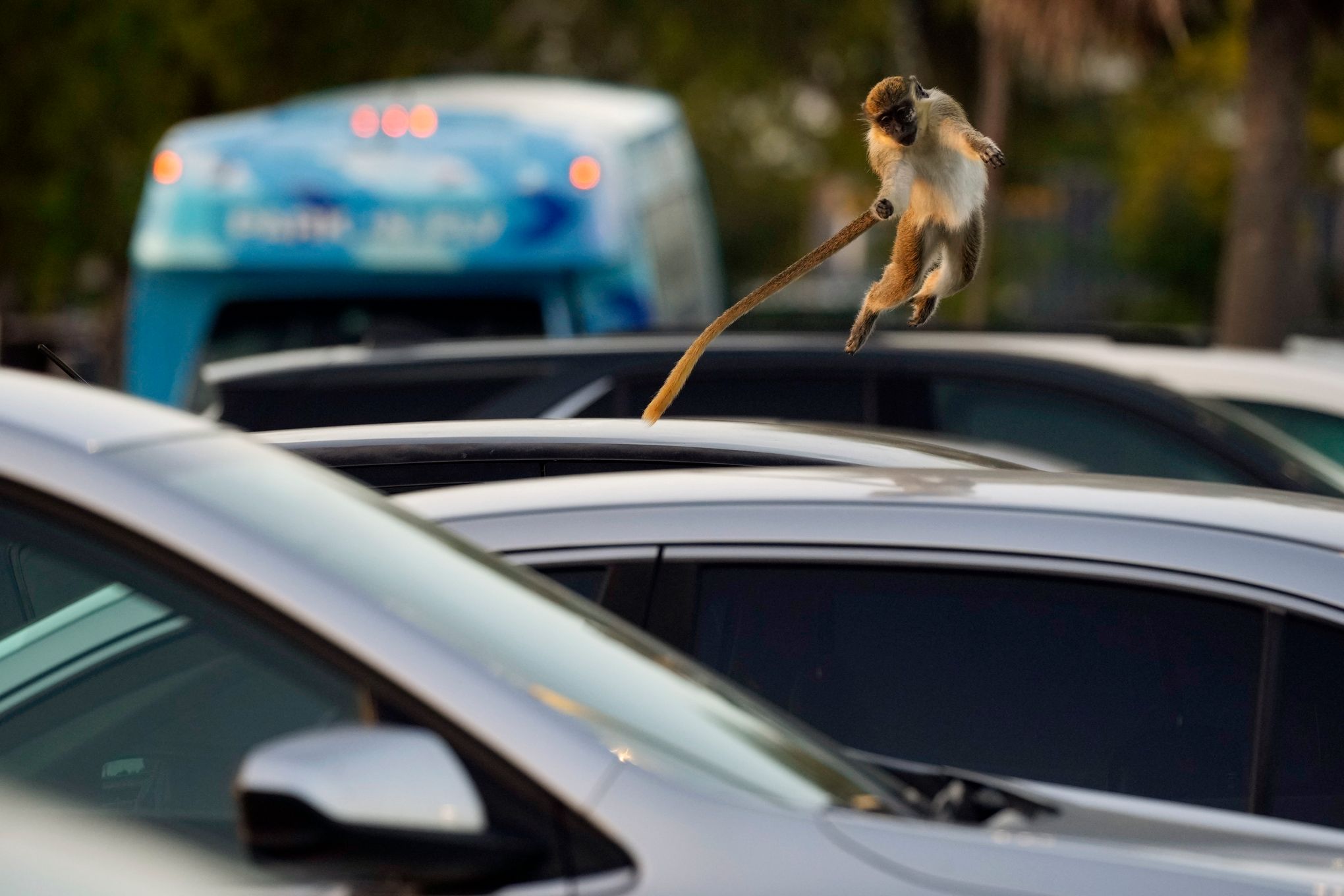 Colony of monkeys living in mangroves near Florida airport delight