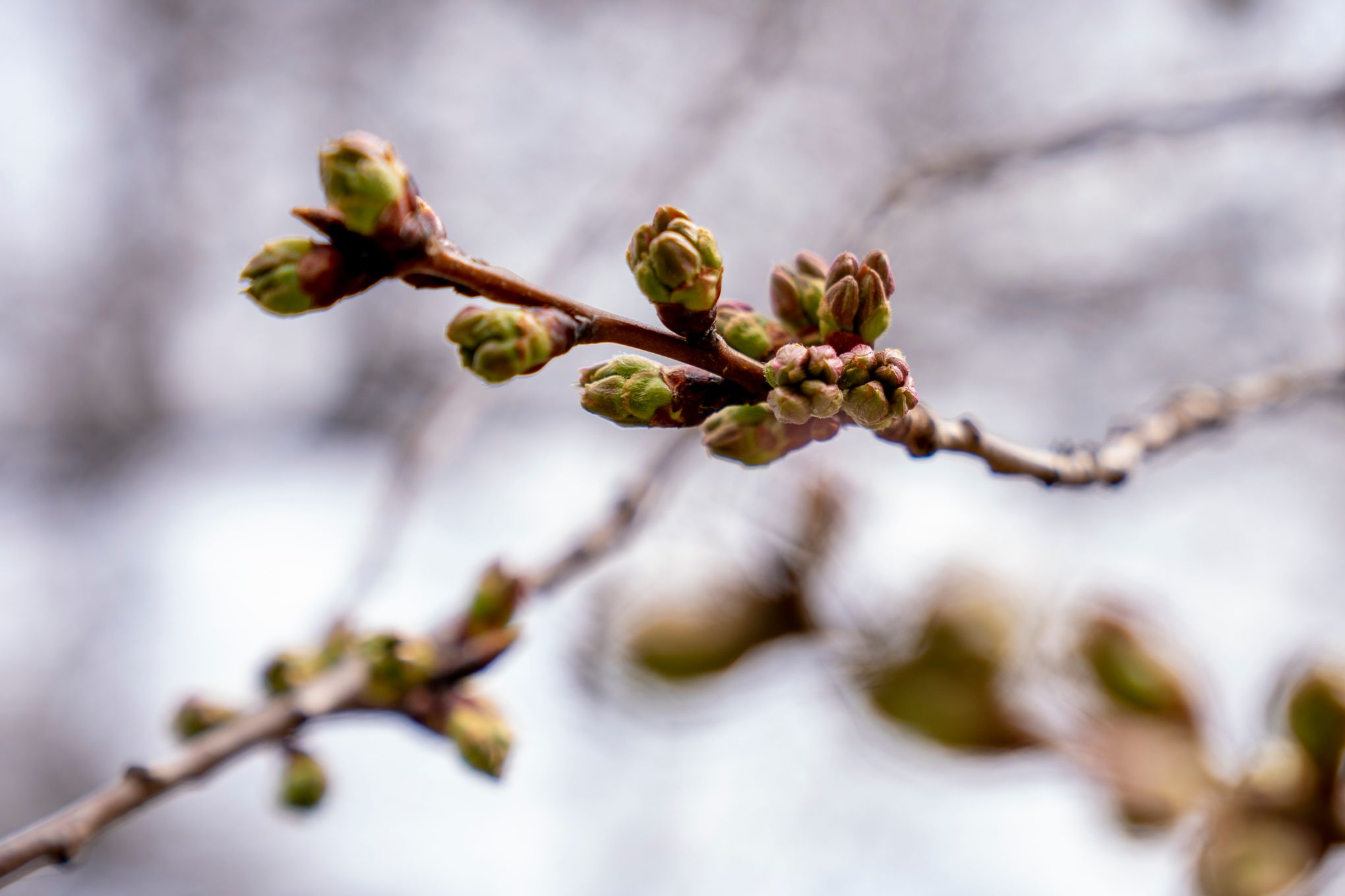 National Cherry Blossom Festival Is Underway And The Blooms Are