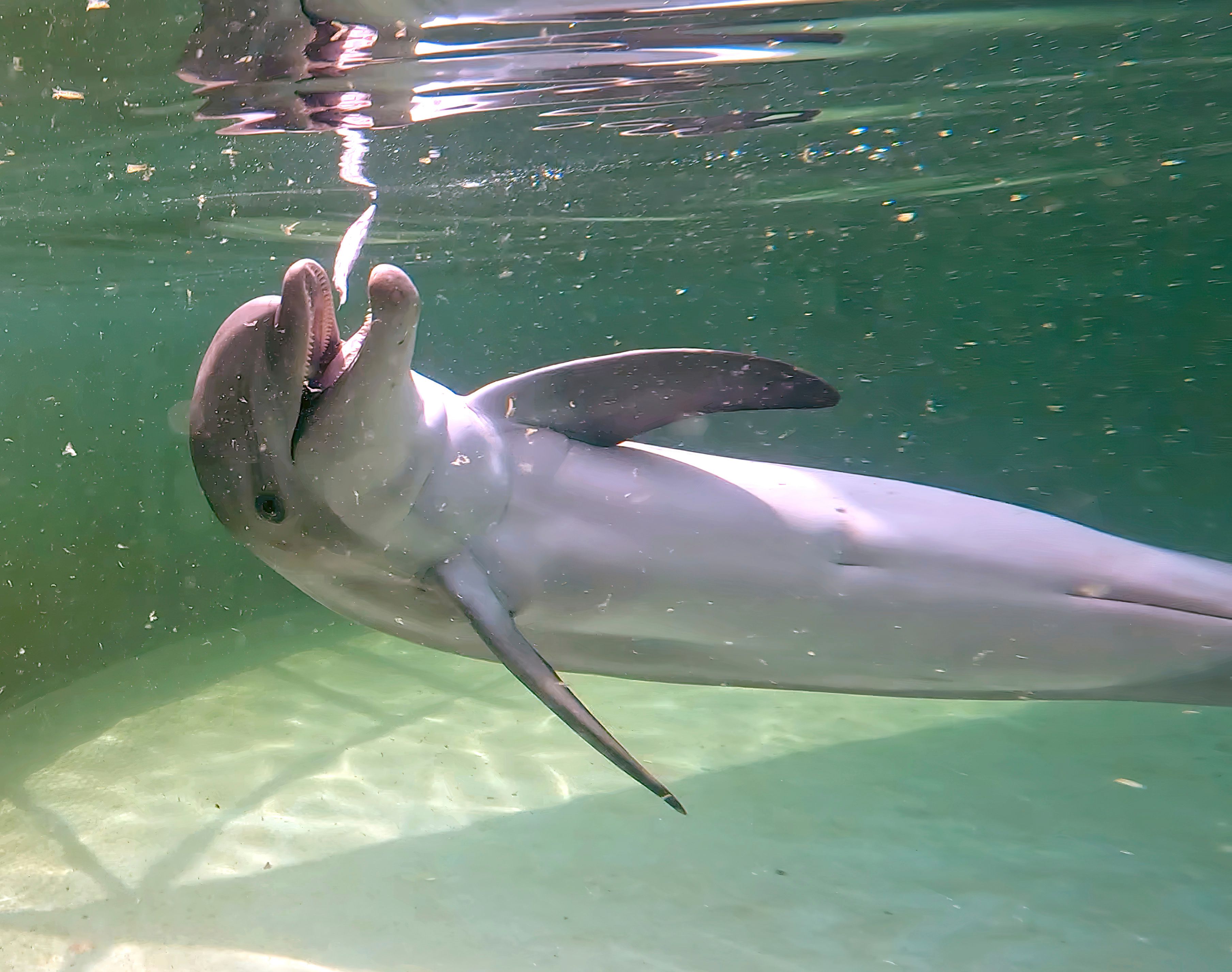 dolphin Rehabilitated dolphin arrives at Florida Keys facility | The