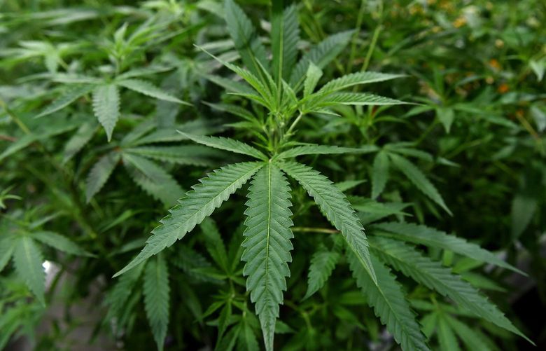 A bill in the U.S. House would make marijuana legal on the federal level and help roll back the so-called war on drugs that has disproportionately targeted people of color. (Brad Horrigan/Hartford Courant/TNS) 44138504W 44138504W