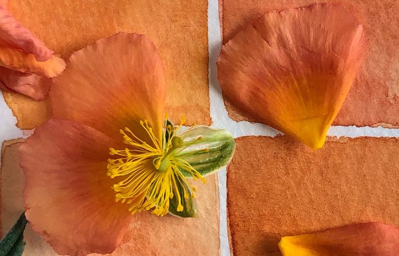 Detail of a color study in watercolor of an apricot sun rose. Credit: Lorene Edwards Forkner