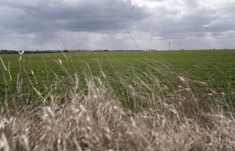 A field of young wheat in Uman, Ukraine, on March 27. MUST CREDIT: Washington Post photo by Michael Robinson Chavez
