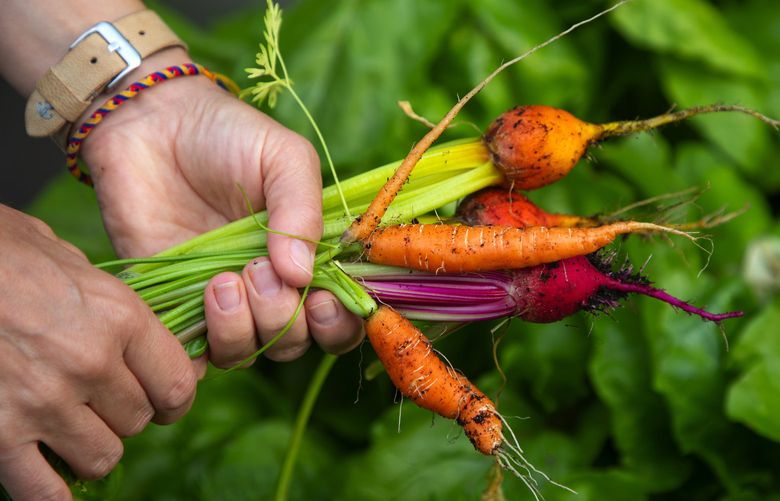 After the spring harvest, crops with a longer harvest period like carrots might be planted 2-4 times throughout the season. Credit: Mike Siegel / Seattle Times File, 2019