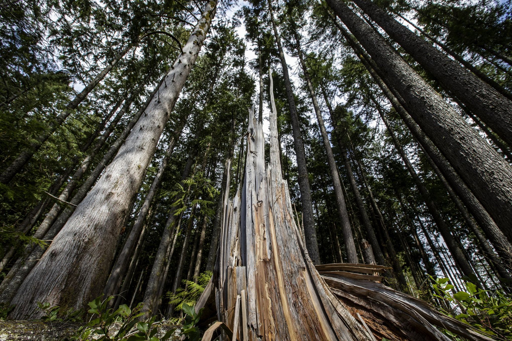 Life of a Snag - Communities for Healthy Forests