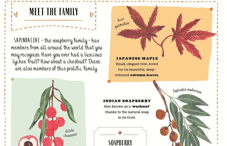 Horticulture, history and hands-on activities in the pages of Grow, A Family Guide to Plants and how to Grow Them foster engagement. Credit: Courtesy Magic Cat Publishing