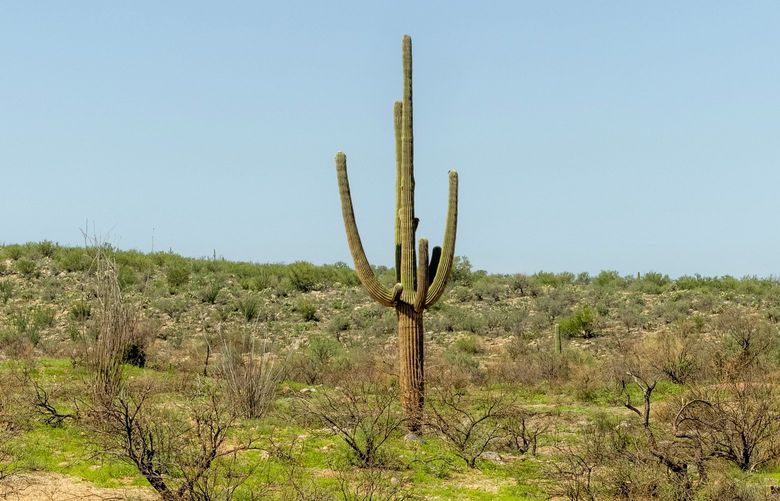 FILE – A saguaro cactus in Catalina State Park, on the edge of Tucson, Ariz., on July 27, 2021. More than half of cactus species could face greater extinction risk by midcentury, a new study has found, as rising heat and dryness test the prickly plants’ limits. (Cassidy Araiza/The New York Times)