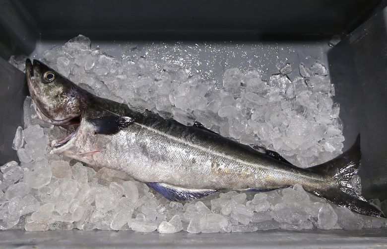 FILE – An Atlantic pollock sits on ice at the Portland Fish Exchange in Portland, Maine on Thursday, May 5, 2016. A U.S. ban on seafood imports from Russia over its invasion of Ukraine was supposed to sap billions of dollars from Vladimir Putinâ€™s war machine. But shortcomings in import regulations means that Russian-caught pollock, salmon and crab are likely to enter the U.S. anyway, by way of the country vital to seafood supply chains across the world: China. (AP Photo/Robert F. Bukaty, File) NY450 NY450