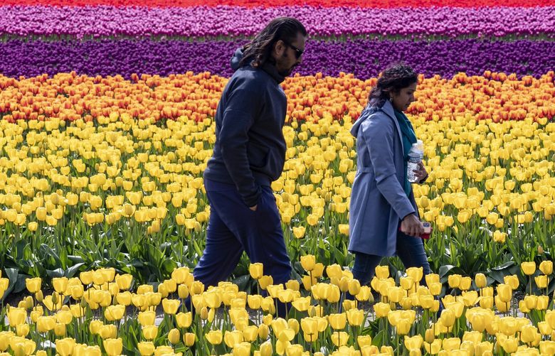 Murali Ramki and his wife Kavita Ravinder walk along a path through rows of brilliantly colored tulips at RoozenGaarde Flowers and Bulbs, Thursday, April 14, 2022 in Mount Vernon. 220133