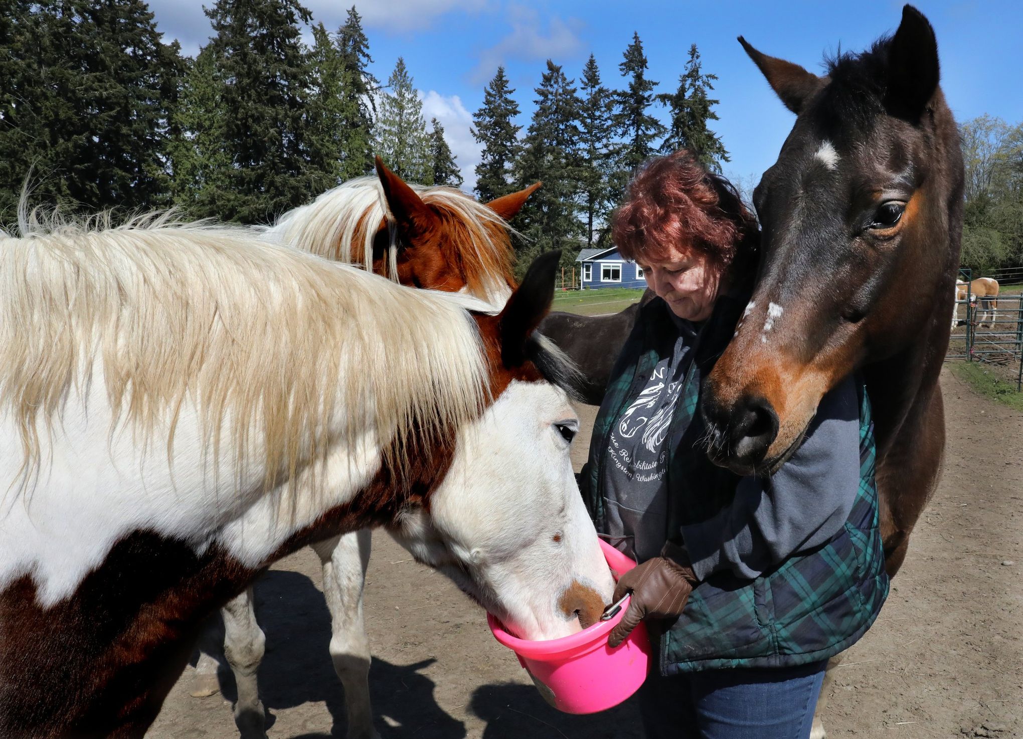 Put out to pasture no more, Kitsap horse rescue Toni's Ponies gets 2nd  lease on life