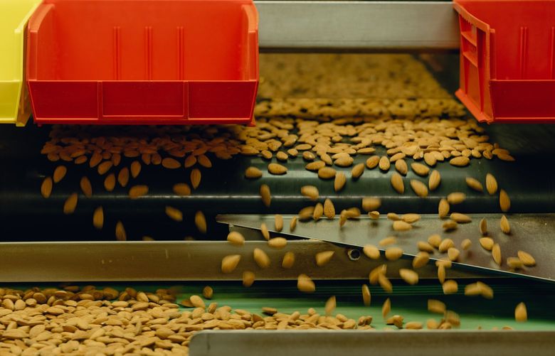 A sorting line at Travaille & Phippen, a family firm with some 30 million pounds of almonds warehoused for want of means to ship them to buyers overseas, in Manteca, Calif. on April 6, 2022. Typically, the container ships that bring goods from Asia then carry California’s agricultural bounty to market around the world, but recently, shippers are simply sending empty containers back to Asia for more consumer goods. (Rozette Rago/The New York Times)