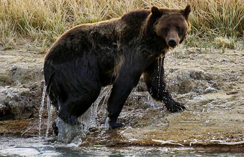 A female Grizzly bear exits Pelican Creek in 2012 in the Yellowstone National Park in Wyoming. (Karen Bleier/AFP/Getty Images/TNS) 45761568W 45761568W