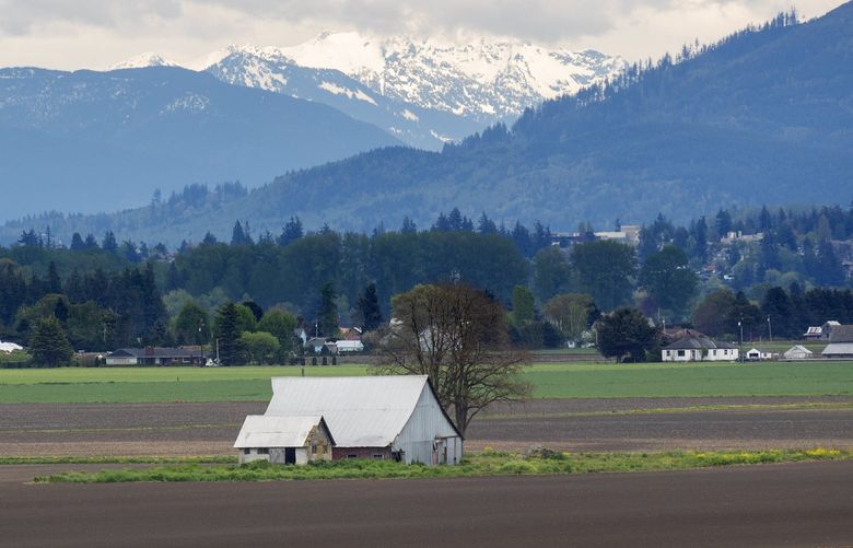 The North Cascade Mountains loom in the distance as tulip pickers are seen in the vast flower fields north of Fir Island Road in the Skagit Valley on Friday afternoon, April 24, 2020. 
 213770