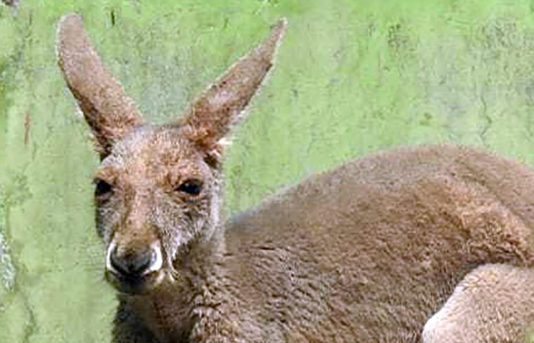 A handout photo shows one  of the rescued kangaroos at the North Bengal Wild Animals Park in Junglee Mohal, India, in April 2022. The animals are the latest exotic fauna to be smuggled into the country, possibly to be used as pets. (North Bengal Wild Animals Park via The New York Times)  — NO SALES; FOR EDITORIAL USE ONLY WITH NYT STORY SLUGGED INDIA KANGAROOS BY MIKE IVES and SAMEER YASIR FOR APRIL 22, 2022. ALL OTHER USE PROHIBITED. —