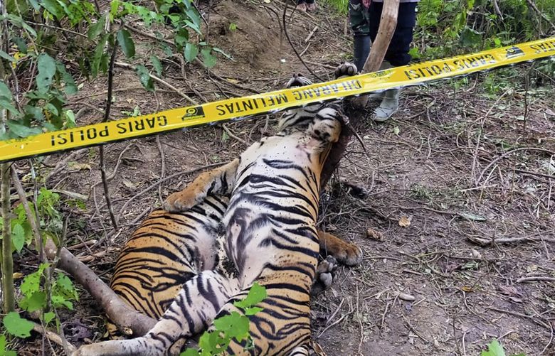 In this photo released by East Aceh Police, officers put police line around the carcasses of two of three Sumatran tigers found dead after being caught in traps near near a palm oil plantation in East Aceh, Sunday, April 24, 2022. The deaths of the critically endangered tigers on Indonesia’s Sumatra island are the latest setback for a species whose numbers are estimated to have dwindled to about 400, authorities said Monday. (AP Photo, East Aceh Police via AP) XJAK107 XJAK107