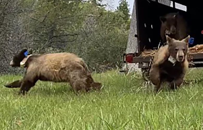 Bear cubs are returned to the wild after learning to hunt and forage at a San Diego County wildlife center. (California Department of Fish and Wildlife/TNS) 46316362W 46316362W