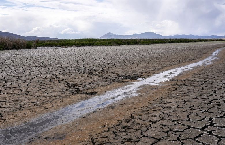 FILE – A small stream runs through the dried, cracked earth of a former wetland near Tulelake, Calif., on June 9, 2021.  Southern California’s gigantic water supplier has taken the unprecedented step of requiring some 6 million people to cut their outdoor watering to one day a week as drought continues to plague the state. (AP Photo/Nathan Howard, File) LA204 LA204