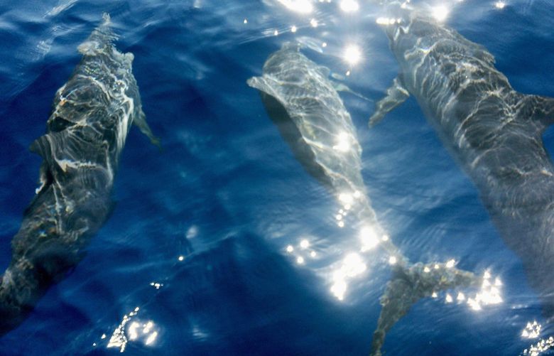 Dolphins swim next to a transport boat after an expedition to previously unexplored seamounts off the coast of Hawaii’s Big Island on Sept. 9, 2016. “We donâ€™t know anything about the ocean floor,” said Peter Seligmann, chairman, CEO and co-founder of Conservation International. “What we know is that each one of those seamounts is a refuge for new species, but we donâ€™t know what they are. We donâ€™t know how theyâ€™ve evolved. We donâ€™t know what lessons they have for us.” (AP Photo/Caleb Jones) NY879