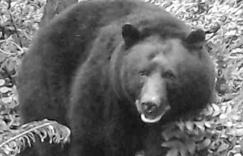 A large black bear who visited culvert traps targeting the collared bear at Squak Mountain State Park. That bear has evaded capture. This is likely the same bear later caught and released near Snoqualmie Pass.
(Courtesy Washington Department of Fish and Wildlife)
