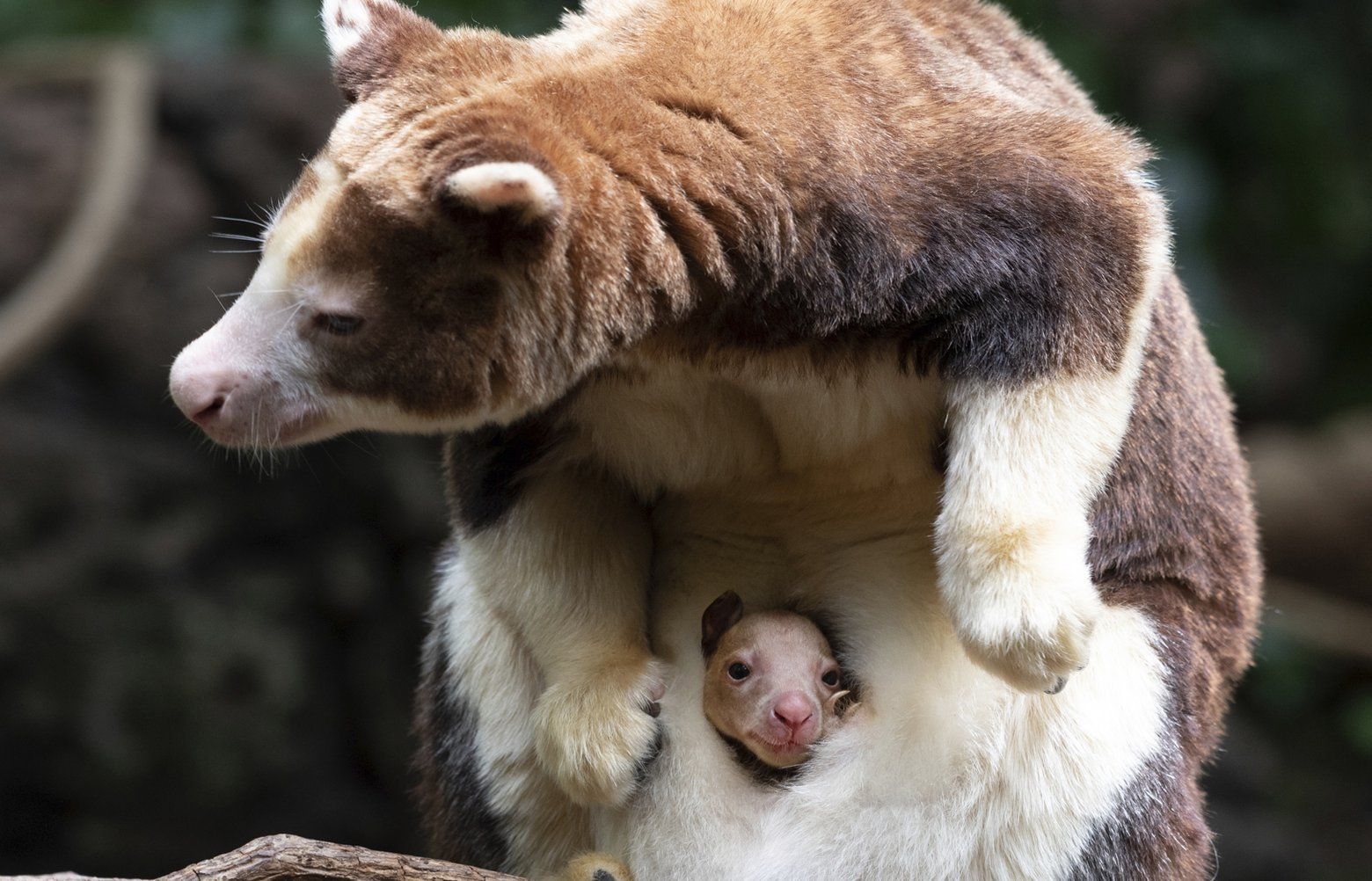 It’s A Joey! Bronx Zoo Announces Birth Of Rare Tree Kangaroo | The ...