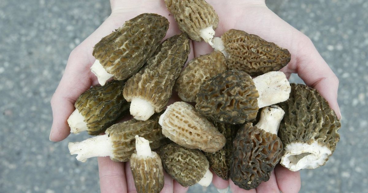 Foraging morel mushrooms in the Pacific Northwest? Last year’s