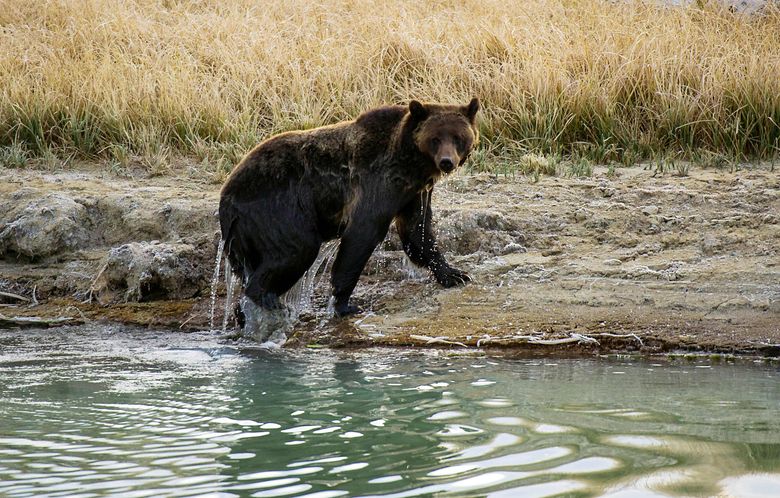 Yellowstone National Park Grizzly Bear Games