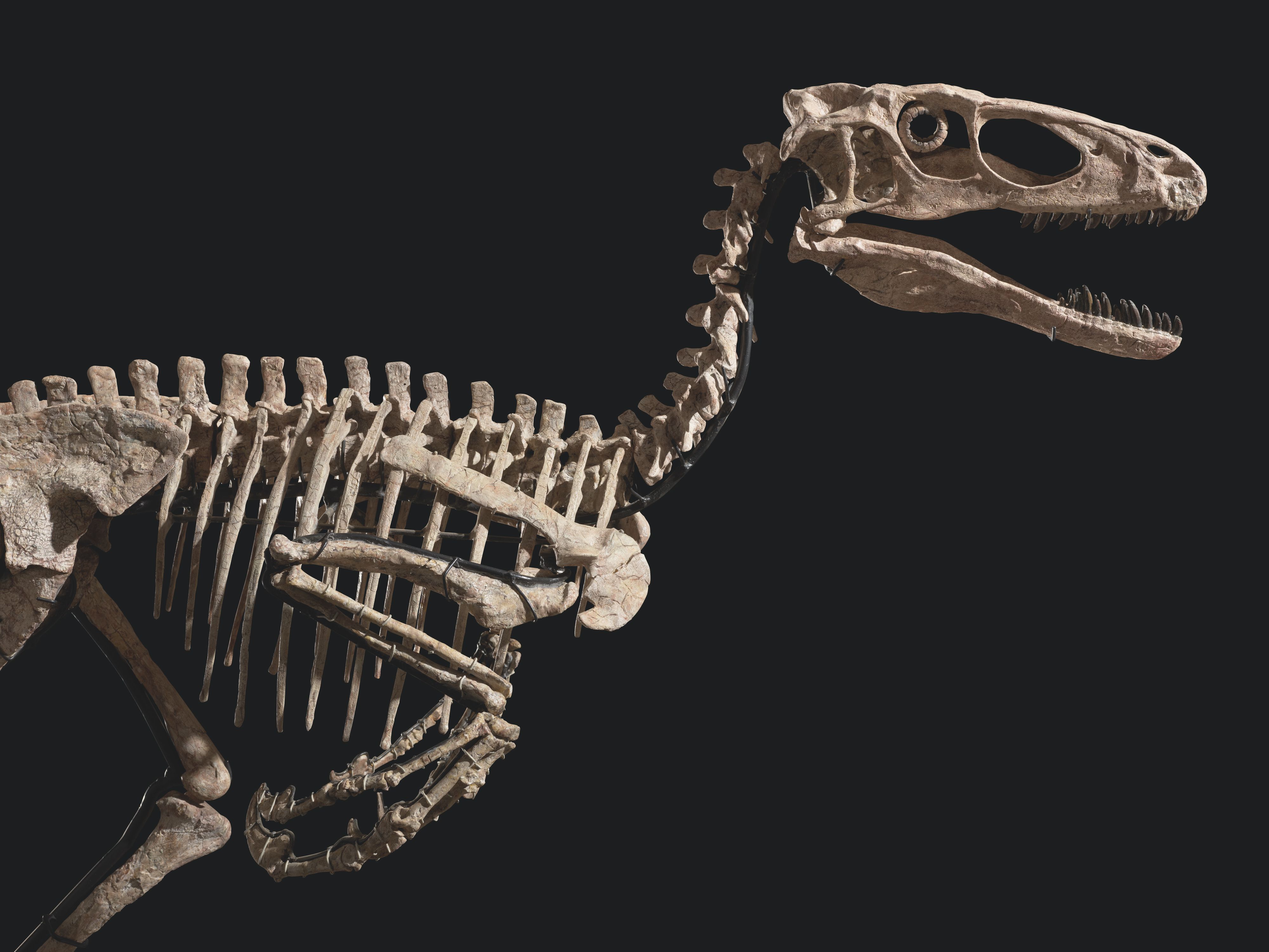 Deadly RAPTOR Dinosaur Claw • Velociraptor fossil replica 
