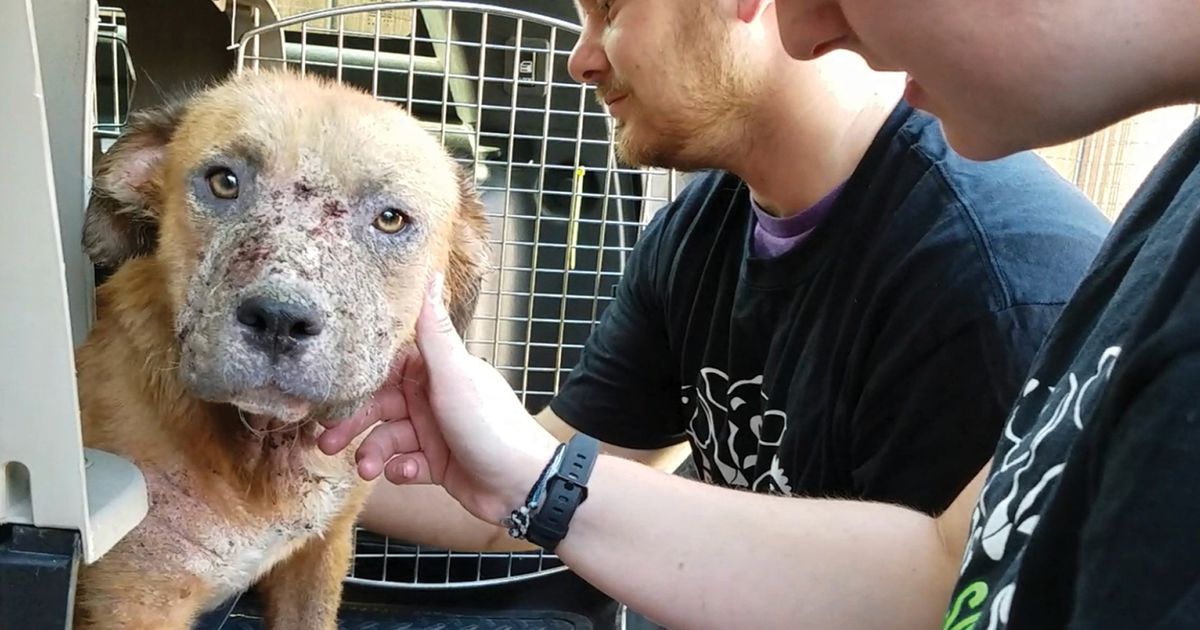 Rescuing, investigating and prosecuting animal abuse: Behind the scenes | The Seattle Times Rescuing, investigating and prosecuting animal abuse: Behind the scenes | The Seattle Times