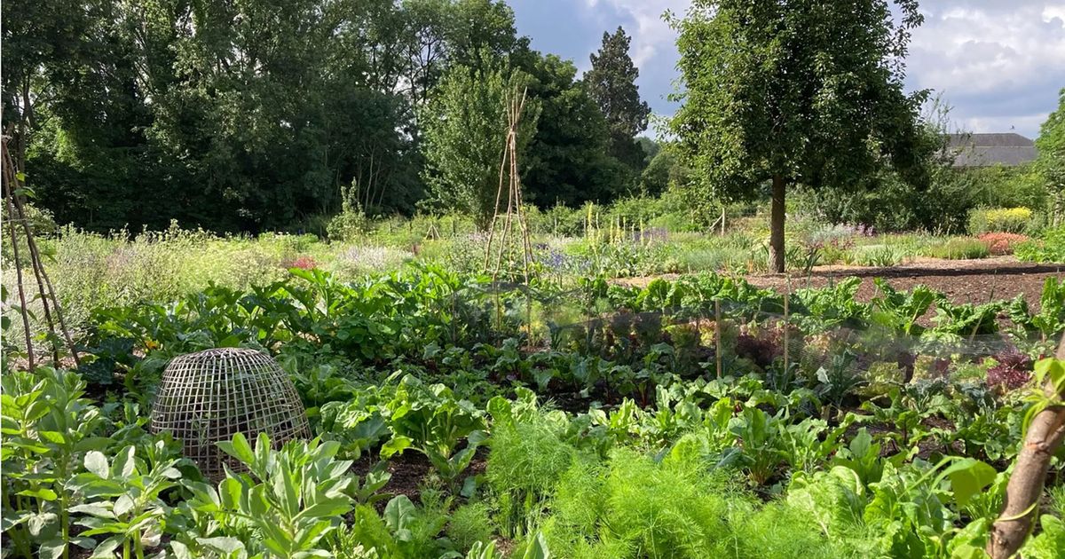 Why gardening offers a ‘psychological lifeline’ in times of crisis